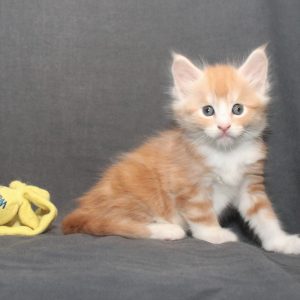 Kitten 1 Nikos, 5 weken (2)