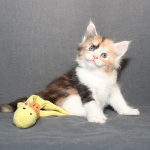 Kitten 3 Nucha, 5 weken (2)