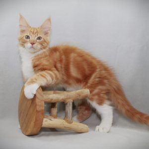 K1-Quido-14 weken (1)