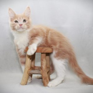 K3-Quillan-14 weken (3)