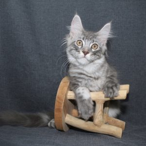 Rodger 14 weken (2) V