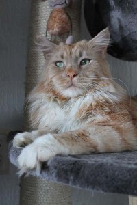 Duke (9)