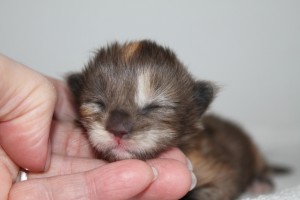 Eayla 1 week (W)