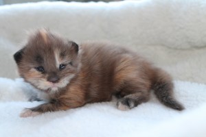 Eayla 2 weken (W1)
