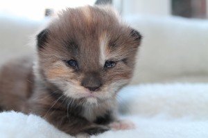 Eayla 2 weken (W2)