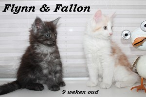 Fallon & Flynn 9 weken (1) W