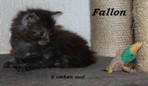 Fallon 6 weken (2) W