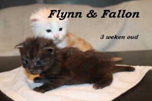 Flynn & Fallon 3 weken (W)