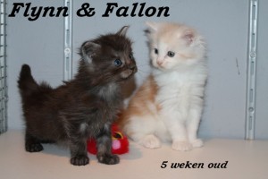 Flynn & Fallon 5 weken (W)