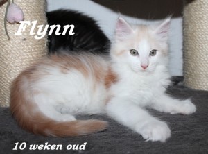 Flynn 10 weken (1) W