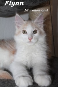 Flynn 13 weken (2) W