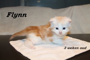 Flynn 3 weken (1) W