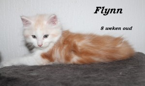 Flynn 8 weken (1) W