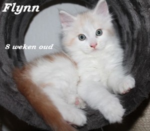 Flynn 8 weken (2) W