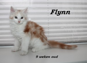 Flynn 9 weken (1) W