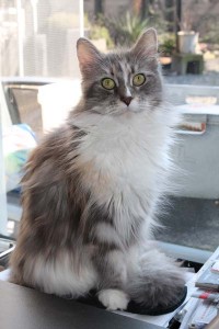 Sailing Coons Feline (Zina) 2